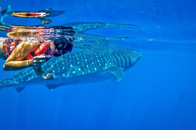 Eco Whale Shark Encounter - Boat comfort, rules, and why “tidy” operations matter here