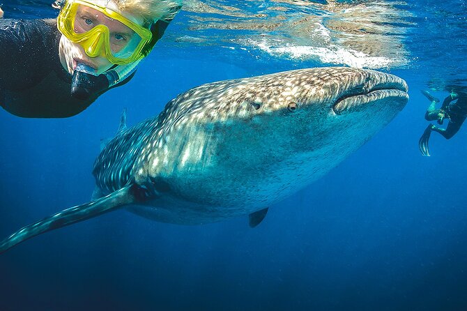 Eco Whale Shark Encounter - Who this tour suits best in Cancun