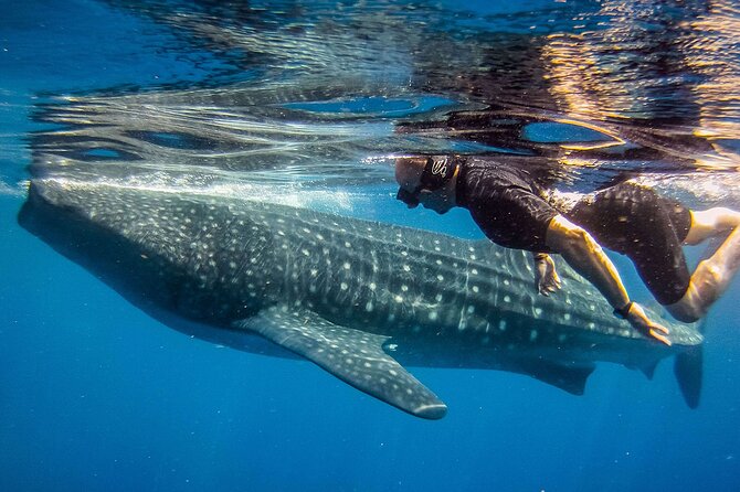 Eco Whale Shark Encounter - Should you book the Eco Whale Shark Encounter with Joluga?