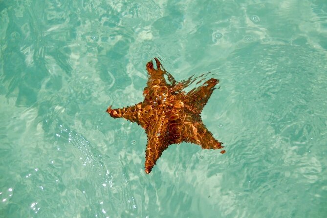 El cielo Cozumel From Cancún and round Transfer with Lunch - Snorkel at El Cielo, Colombia, and Palancar Reefs (What Makes the Stops Worth It)