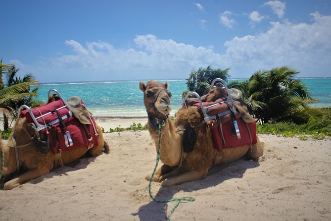 ENJOY UNIQUE CAMEL RIDE in Puerto Morelos with Transportation - Photos and pricing: how the memory math works