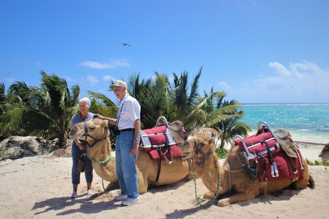 ENJOY UNIQUE CAMEL RIDE in Puerto Morelos with Transportation - Transportation in Cancun: the thing that can stretch your day