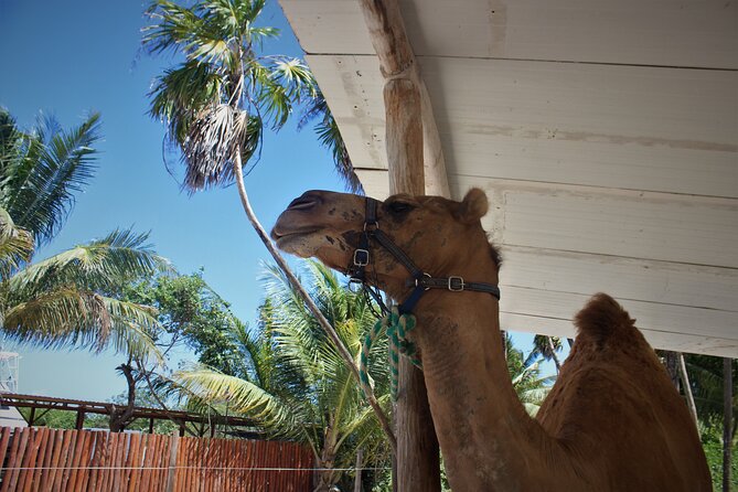 ENJOY UNIQUE CAMEL RIDE in Puerto Morelos with Transportation - What I’d do before you go (simple checklist)