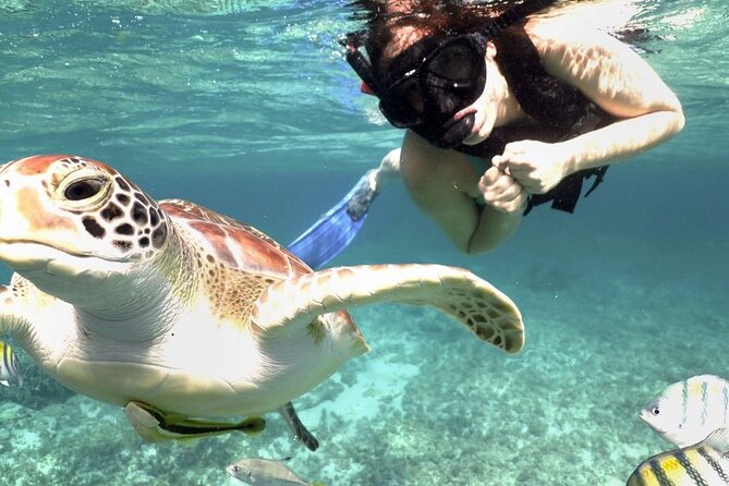 Experience swimming with turtles and explore the ruins of Tulum. Lunch included. - Cancun To Tulum and Akumal: The Day’s 8-Hour Rhythm