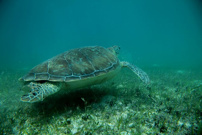 Experience swimming with turtles and explore the ruins of Tulum. Lunch included. - Price and Value: What $119 Covers (and What Adds Up)