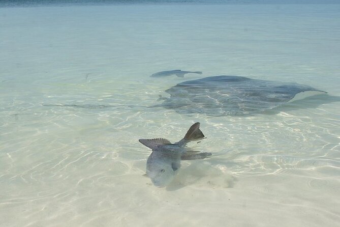 Explore Contoy Island - Isla Mujeres visit: using island time wisely