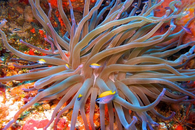 For certified Divers Experience the Under Water Museum and the Manchones Reef - Small Group + PADI Instructor + Gear Included