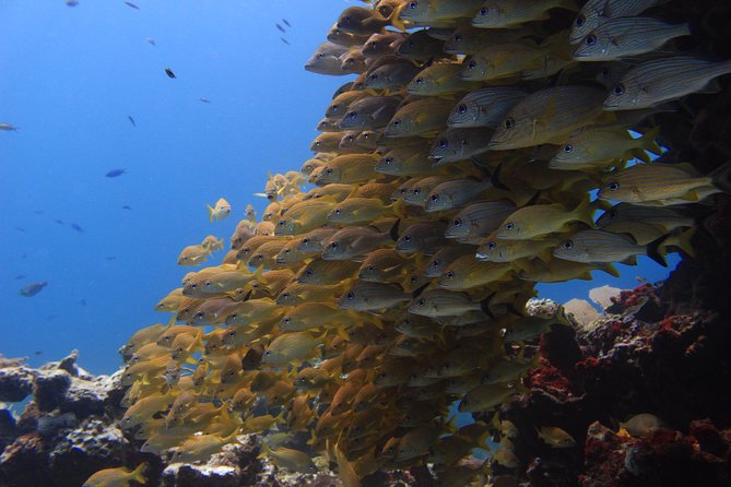For certified Divers Experience the Under Water Museum and the Manchones Reef - Manchones Reef: Warm Water, Clear Visibility, and a Guided Eye