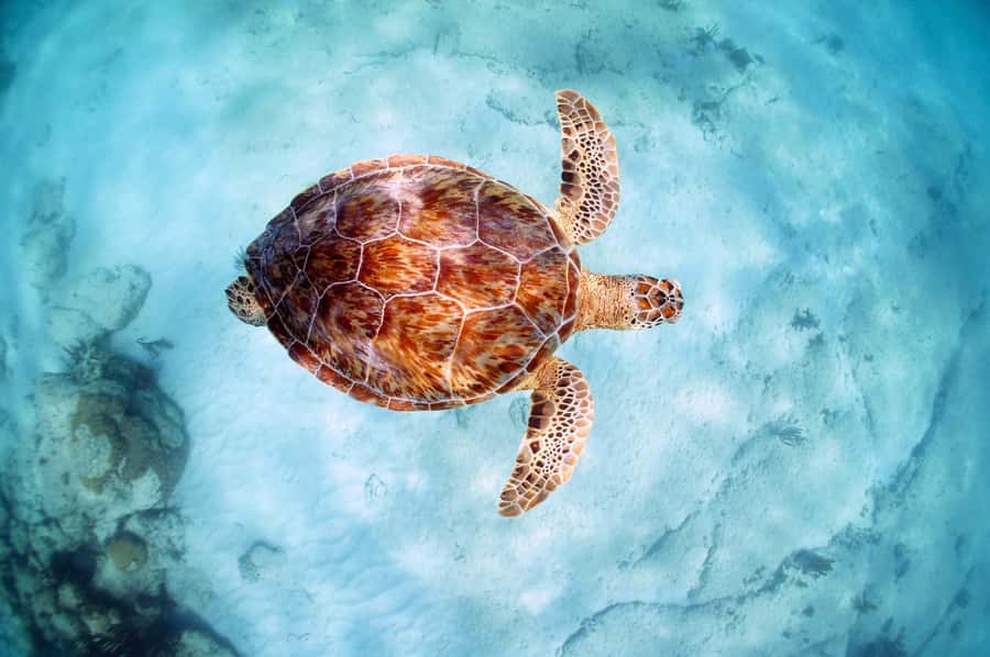 From Cancun: Day Trip to Tulum and Mariposa Cenote - Key things to know before you go