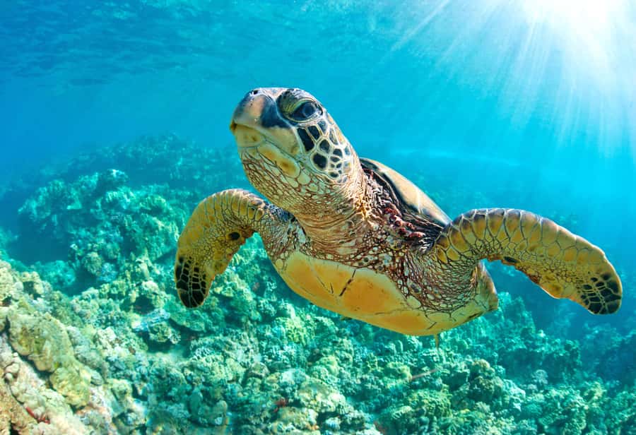 From Cancun: Day Trip to Tulum and Mariposa Cenote - The pacing: what you gain, what you give up