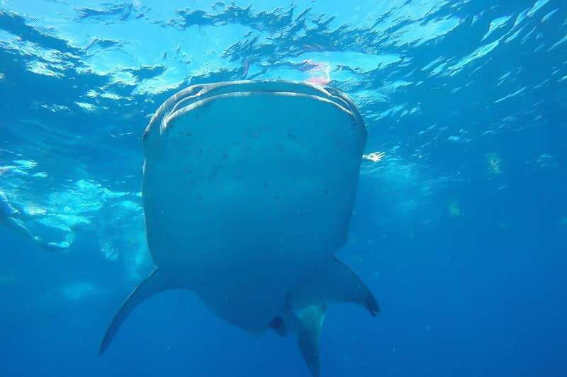 From Cancún: Half-Day Snorkeling with Whale Sharks - Whale sharks, speedboats, and Playa Norte: how the day really flows