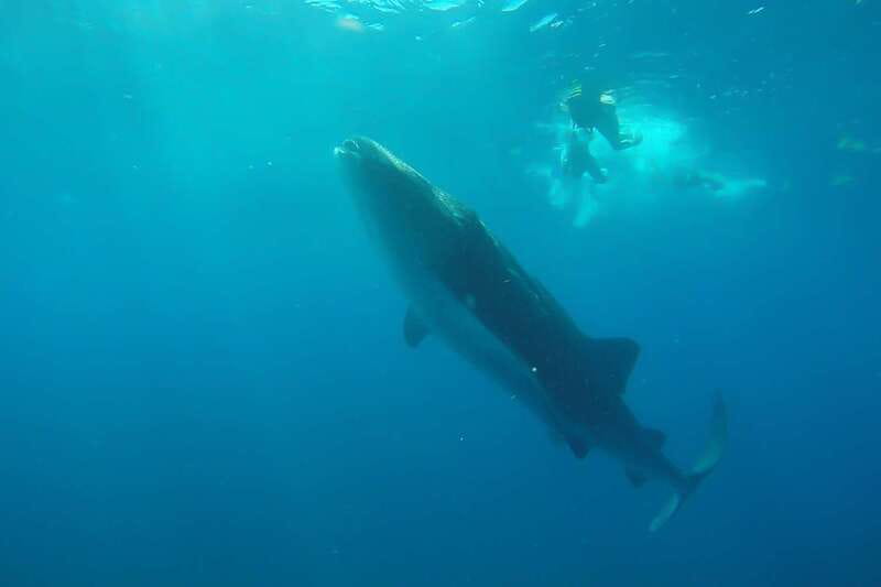 From Cancún: Half-Day Snorkeling with Whale Sharks - The snorkeling site: safety briefing, gear, and waiting for the right moment