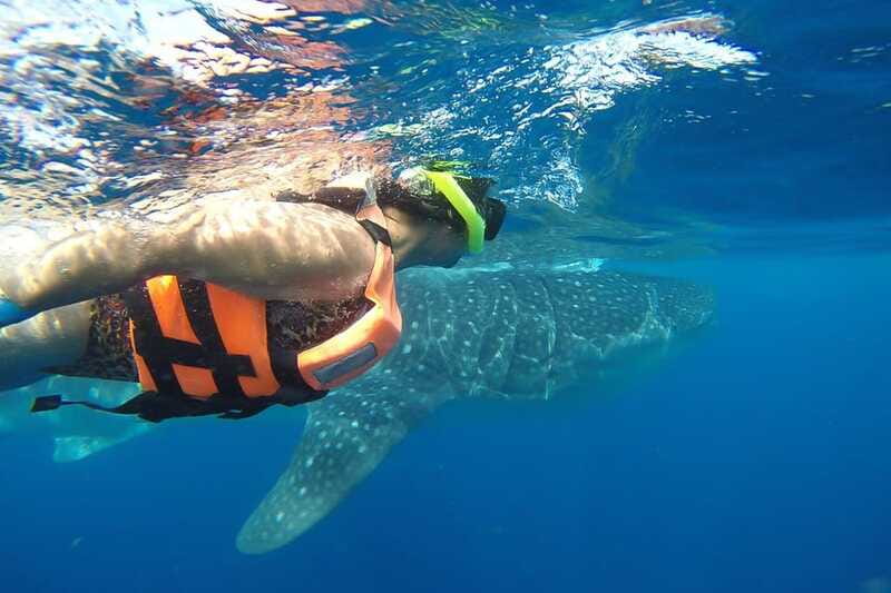 From Cancún: Half-Day Snorkeling with Whale Sharks - Whale-shark time: how to maximize the moment in about two hours