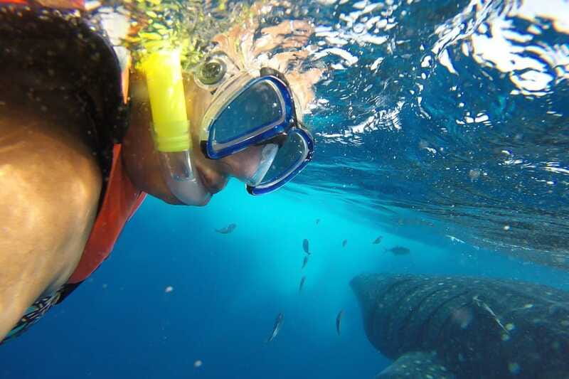 From Cancún: Half-Day Snorkeling with Whale Sharks - Isla Mujeres stop: Playa Norte lunch and the change of pace you need