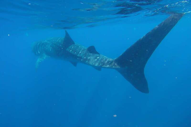 From Cancún: Half-Day Snorkeling with Whale Sharks - Gear, wetsuits, and comfort: small prep that saves the day