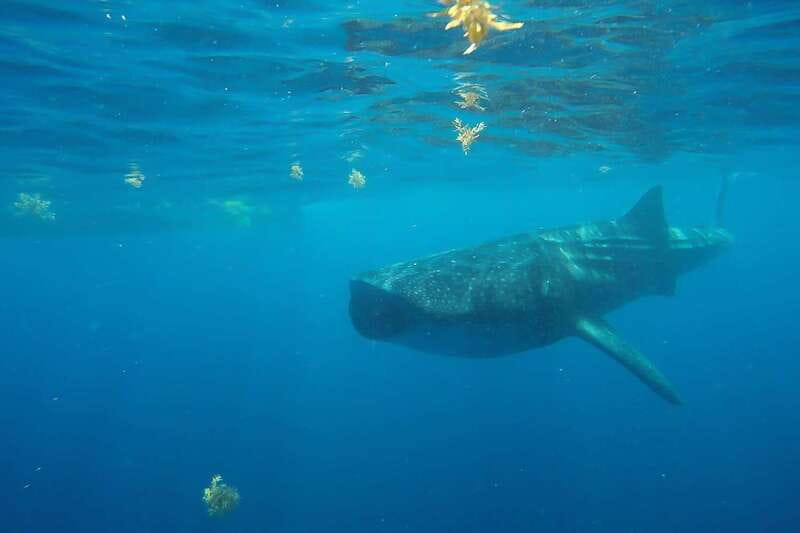 From Cancún: Half-Day Snorkeling with Whale Sharks - Price and value: what $175 really buys (and what adds up)