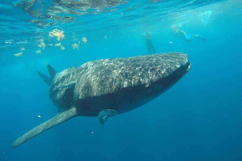 From Cancún: Half-Day Snorkeling with Whale Sharks - Who this tour fits best (and who should skip it)