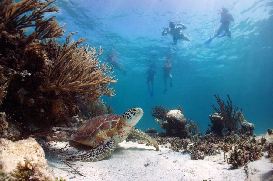 From Cancun: Tulum and Akumal Cenote and Turtle Swim Tour - Price and value: how the $104 holds up after the real costs