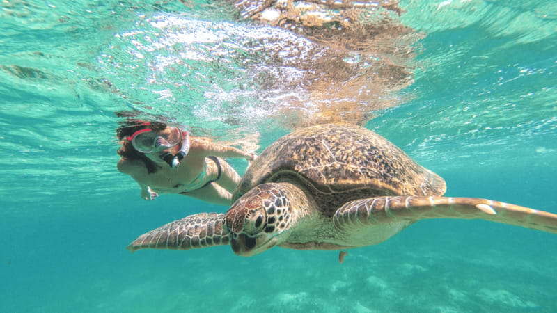From Cancun: Tulum, Cenote and Turtle Swim Tour at Akumal - Price and Logistics: The Part You Should Not Guess About