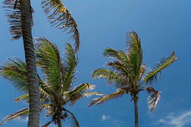 Full-Day Isla Contoy Sailing Nature Experience in Mujeres - Price and value: what $125.10 really buys you