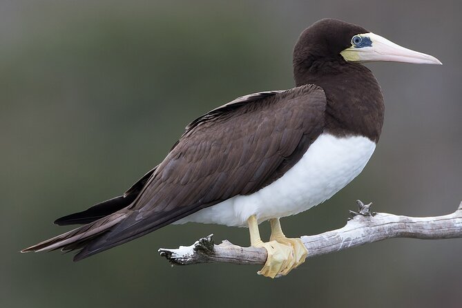 Full-Day Isla Contoy Sailing Nature Experience in Mujeres - FAQ