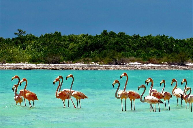 Full Day Tour to the Best of Holbox - Lunch and Drinks: Ceviche That Saves You From Search Mode
