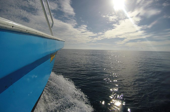 Full-Day Whale Shark Tour Puerto Morelos with Pickup and Lunch - The Hidden Cost: Cash Fees at the Port for Whale Shark Protection