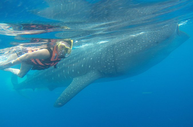 Full-Day Whale Shark Tour Puerto Morelos with Pickup and Lunch - Isla Mujeres Lunch at Playa Norte: Break Time After the Open Sea