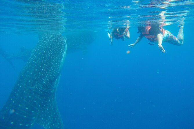 Full-Day Whale Shark Tour Puerto Morelos with Pickup and Lunch - What You Actually Get (and What You Might Need to Plan for)