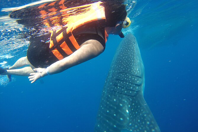 Full-Day Whale Shark Tour Puerto Morelos with Pickup and Lunch - Who Should Book This Puerto Morelos Whale Shark Day Trip