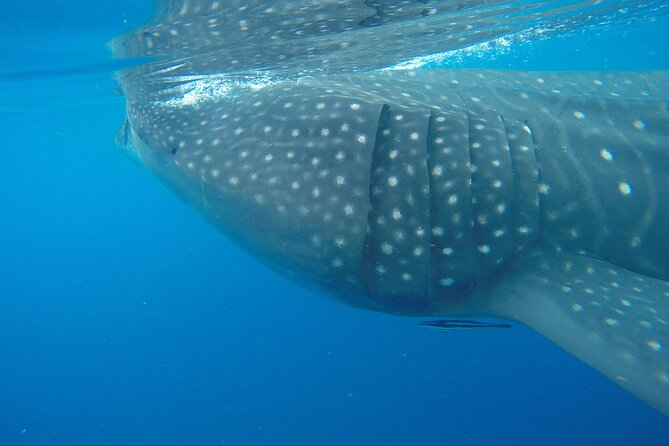 Full-Day Whale Shark Tour Puerto Morelos with Pickup and Lunch - Life Jacket or Wetsuit: A Small Gear Detail With Big Comfort Payoff