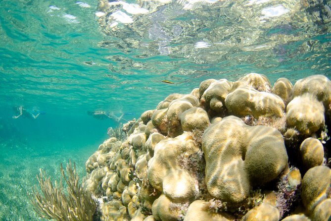 Guided Tour of Puerto Morelos Reefs with Snorkeling Experience - Who should book this snorkel trip from Cancun (and who might not love it)