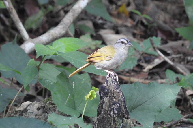 Half-Day Birdwatching Puerto Morelos - Key highlights you’ll care about