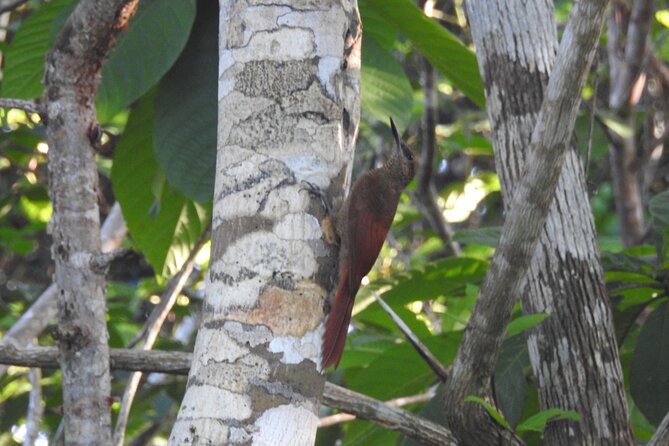 Half-Day Birdwatching Puerto Morelos - Why this Puerto Morelos birdwatching tour works
