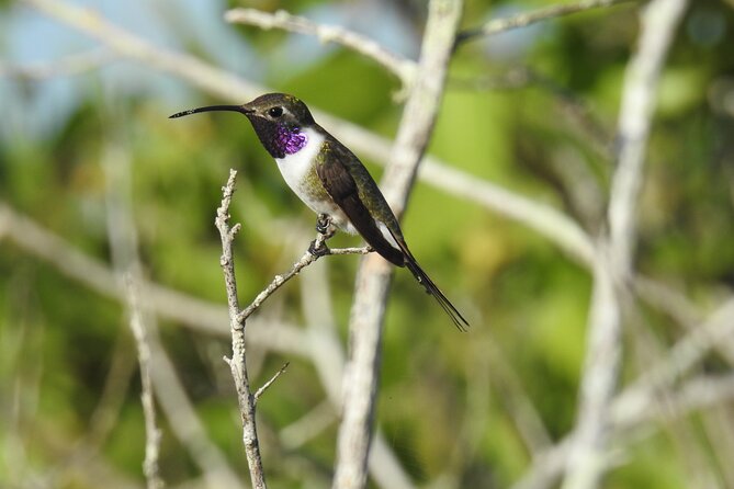 Half-Day Birdwatching Puerto Morelos - Getting to Ruta de los Cenotes: what your morning walk is really like