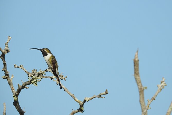 Half-Day Birdwatching Puerto Morelos - How the guide helps you spot birds you might otherwise miss