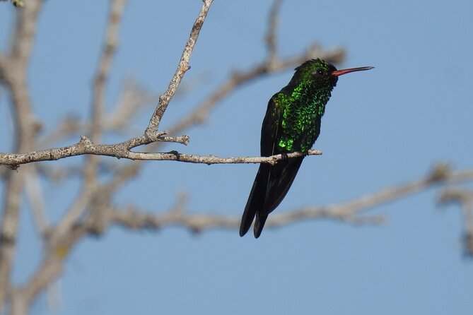 Half-Day Birdwatching Puerto Morelos - Small-group format: attention without the crowd pressure