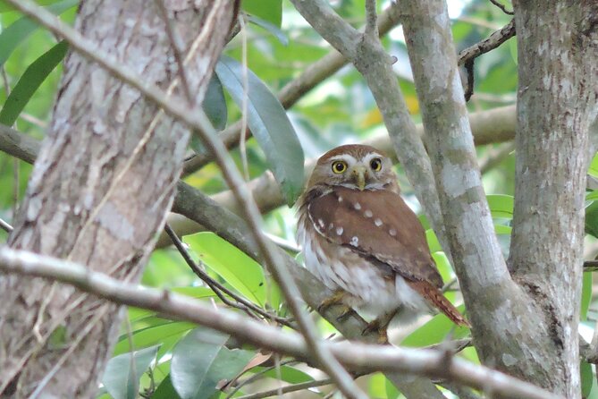 Half-Day Birdwatching Puerto Morelos - Price and value: what $135 buys you