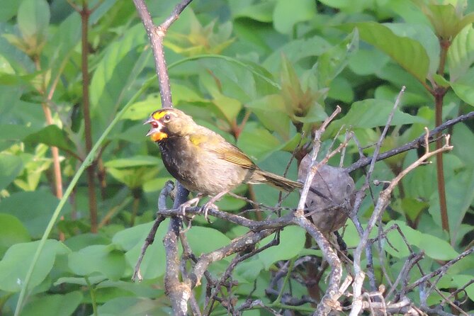 Half-Day Birdwatching Puerto Morelos - Who this tour is best for (and who should skip it)