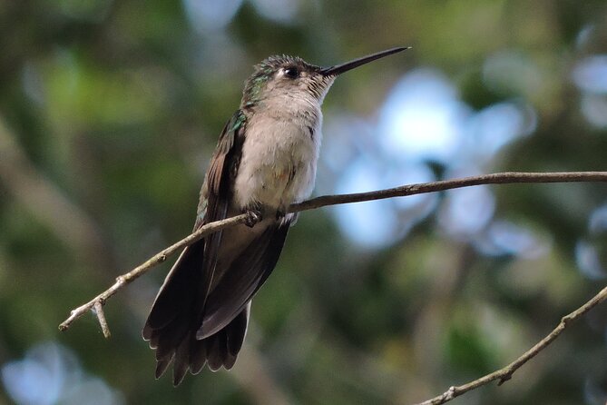 Half-Day Birdwatching Puerto Morelos - Weather and what to wear for a birding morning