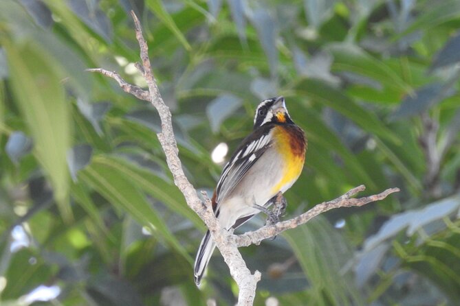 Half-Day Birdwatching Puerto Morelos - The early 6:00 am start (and how to handle it)