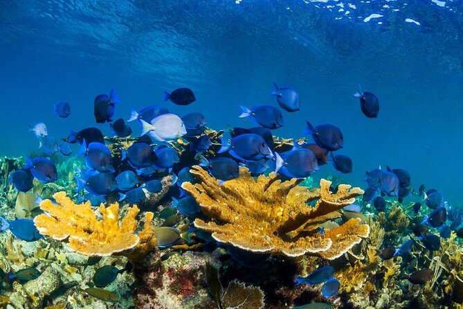 Half Day Guided Snorkeling Adventure Tour from Cancun - Gear, Lockers, and the Comfort Question People Actually Ask