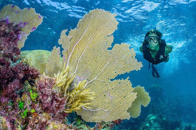 Half Day Guided Snorkeling Adventure Tour from Cancun - Price and Value: $129 Plus the $25 Conservation Tax Reality