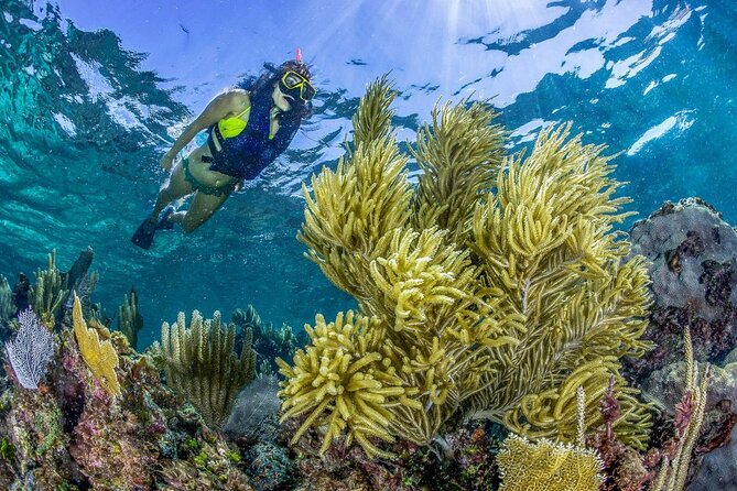 Half Day Guided Snorkeling Adventure Tour from Cancun - Who This Tour Is Best For (And Who Might Want to Skip It)