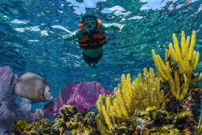 Half Day Guided Snorkeling Adventure Tour from Cancun - Two Snorkeling Spots: More Variety, More Chances to See Something Cool