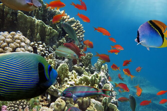 Half-Day Puerto Morelos Snorkeling Experience with Lunch - Lunch on the beach: what you’ll actually eat