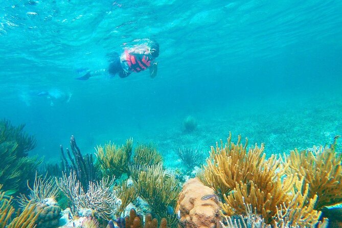 Half-Day Puerto Morelos Snorkeling Experience with Lunch - Price and logistics: the real math of $49