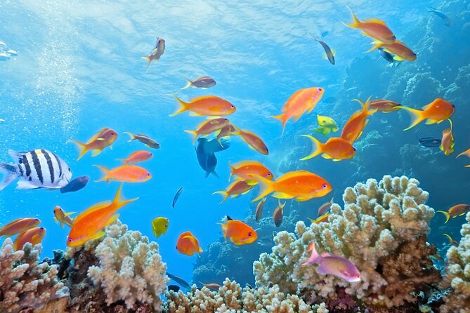 Half-Day Puerto Morelos Snorkeling Experience with Lunch - Guides and the photo rule: how to avoid surprises