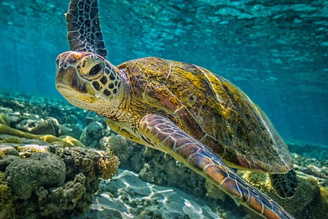 Half-Day Puerto Morelos Snorkeling Experience with Lunch - The timing: why this is called half-day, but can still feel like a full day