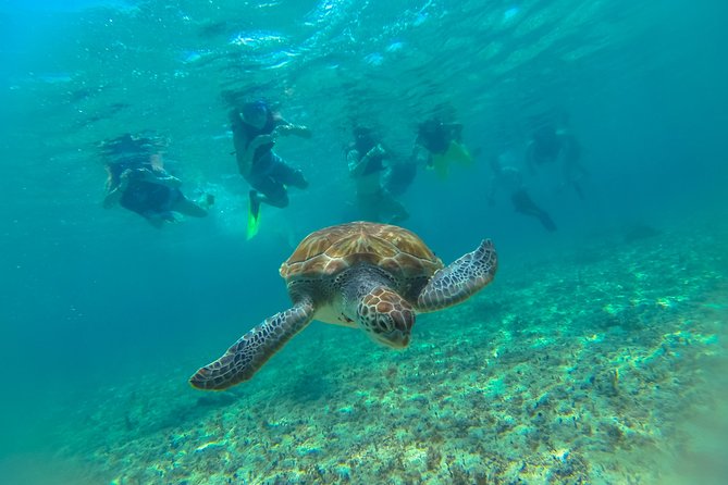 Half-Day Underwater World Tour - Snorkeling on the Mesoamerican Reef: Coral, Tropical Fish, and Sea Turtles